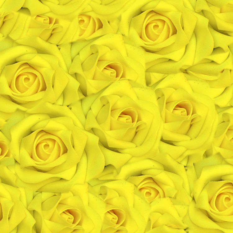Yellow Rose of Texas