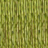 Young-Growth-Bamboo