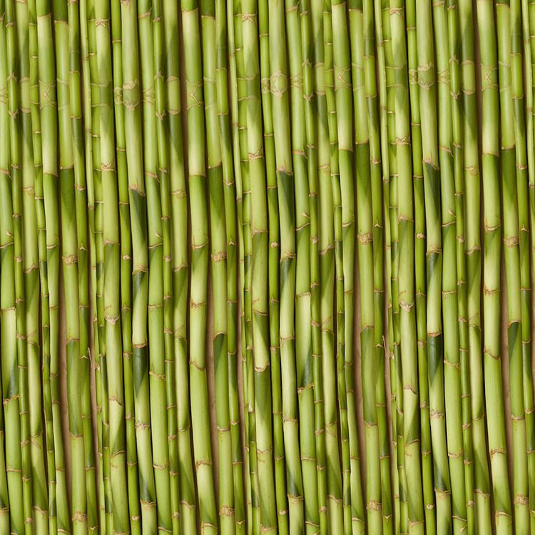 Young Growth Bamboo
