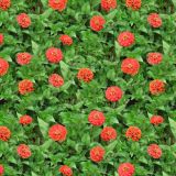 Zinnias.jpg