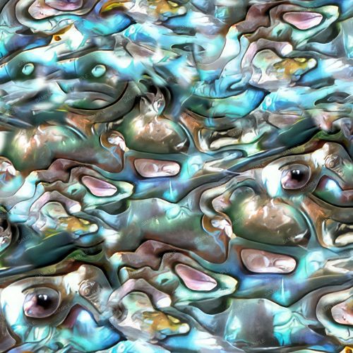 Abalone 42