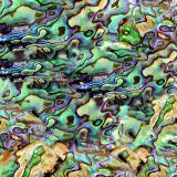 Abalone-43