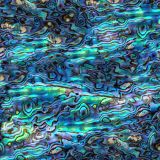 Abalone-45