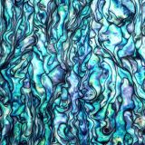 Abalone-Shell-52