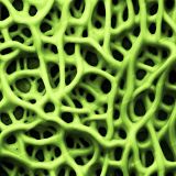 Alien-Organism-33