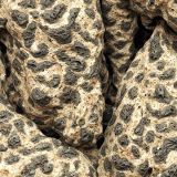 Alien-Texture-456