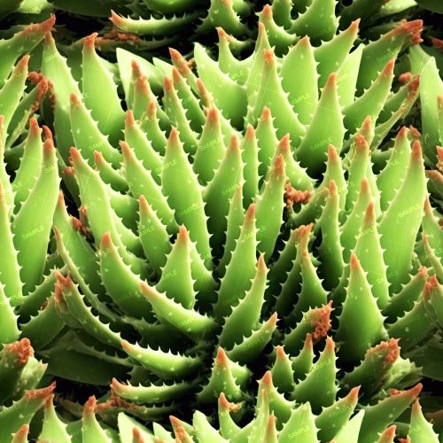 Aloe Vera 42