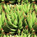 Aloe-Vera-42