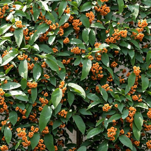 Apricot Echo Shrub