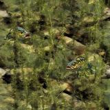 Aquatic-Camouflage-44