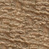 Ash-Burl-42