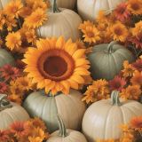 Autumn-Harvest-Pumpkins