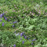 Backyard-Garden-42