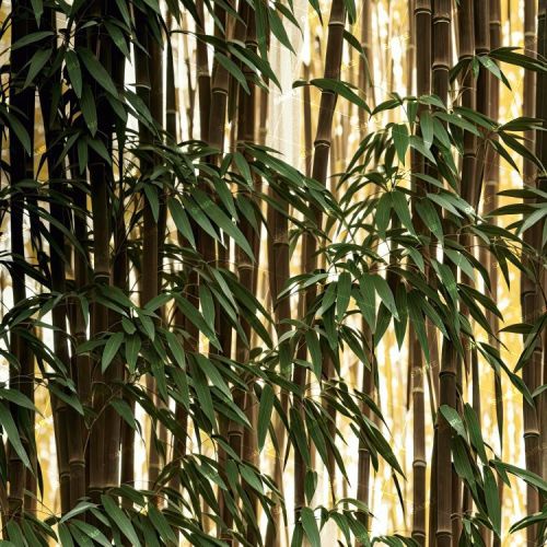 Bamboo Forest 41