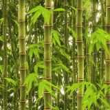 Bamboo-Forest-44