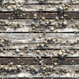 Barnacles-on-Old-Ship-Wood