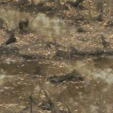 Bayou-Swamp-Camo