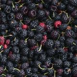 Blackberries
