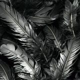 Blackbird-Feathers