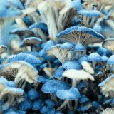 Blue-Mushrooms
