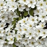 Bradford-Pear-Flowers