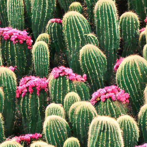 Cactus Garden 24