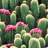 Cactus-Garden-24