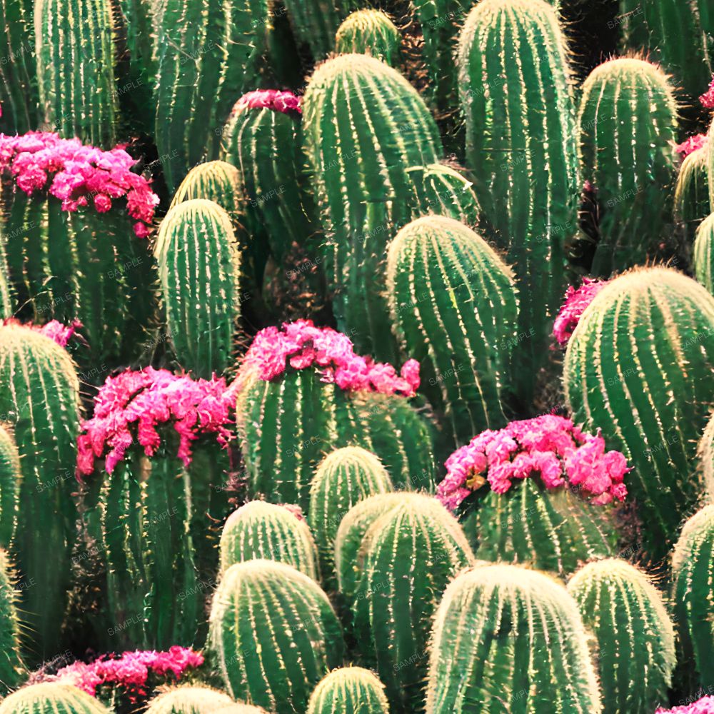 Cactus Garden 24