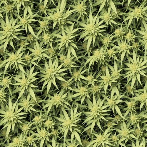 Cannabis Arrangement 45