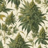 Cannabis-Illustration-42