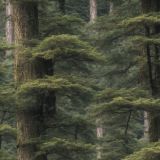 Canopy-Tree-Stand-Camouflage