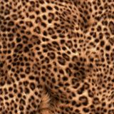 Cheetah-Fur-49