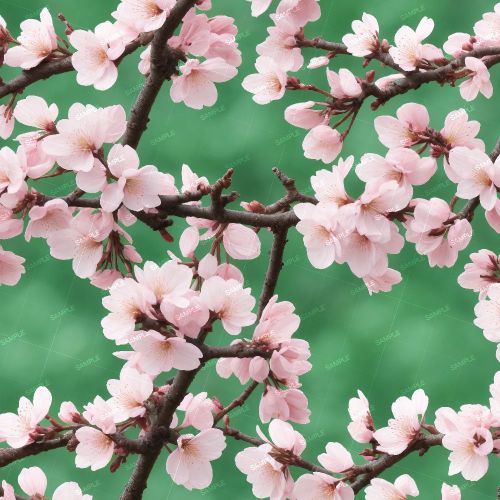 Cherry Blossoms 44