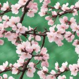 Cherry-Blossoms-44