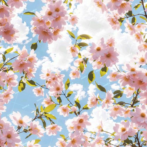 Cherry Blossoms 47