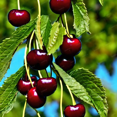 Cherry Tree Closeup