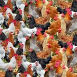 Chickens-24