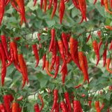 Chili-Pepper-Plant-43