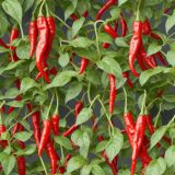 Chili-Pepper-Plant-44