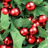 Christmas-Holly-Decorations