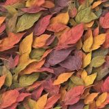 Colorful-Leaf-Abstract_164702