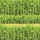 Corn-Field-42