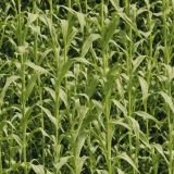 Corn-Maize-Field