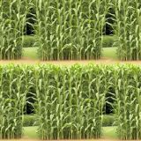 Corn-Maze-42