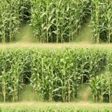 Corn-Maze-43