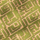 Corn-Maze-44