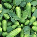 Cucumbers-on-the-Vine
