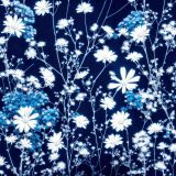 Cyanotype-42