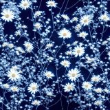 Cyanotype-43