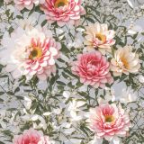 Dahlias-Flowers